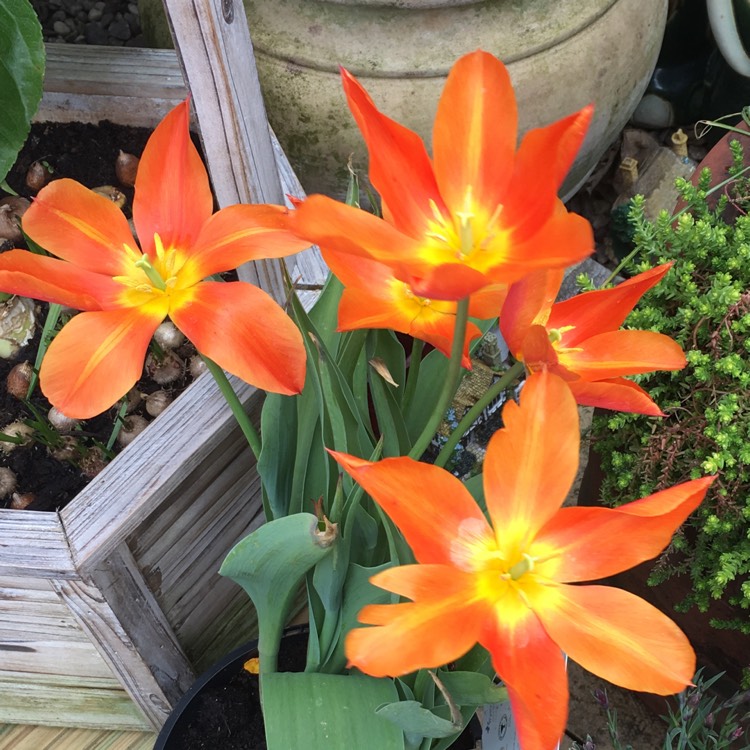 Plant image Tulipa 'Ballerina