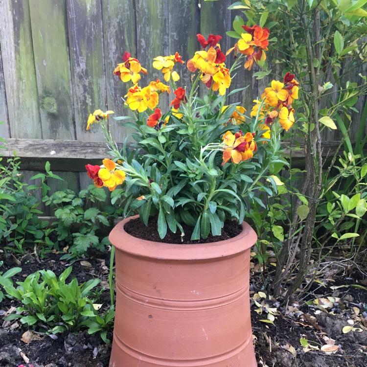Plant image Erysimum
