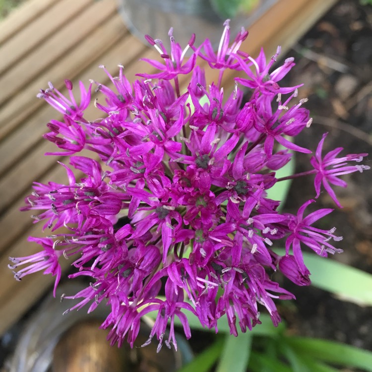 Plant image Allium