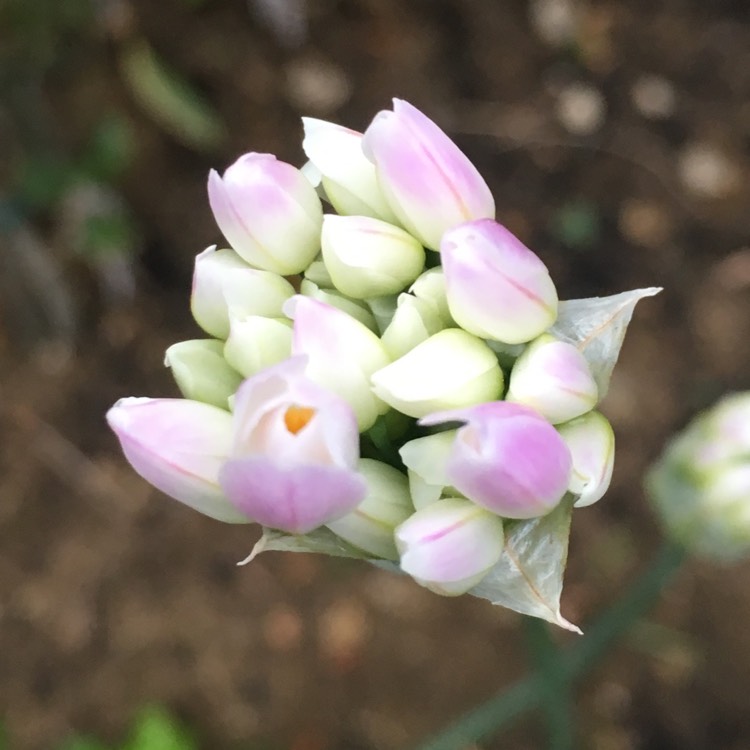 Plant image Allium roseum