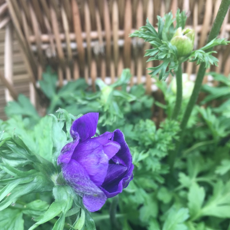 Plant image Anemone coronaria