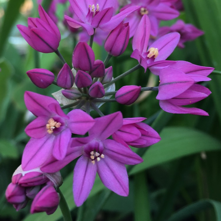 Plant image Allium oreophilum syn. Allium ostrowskianum