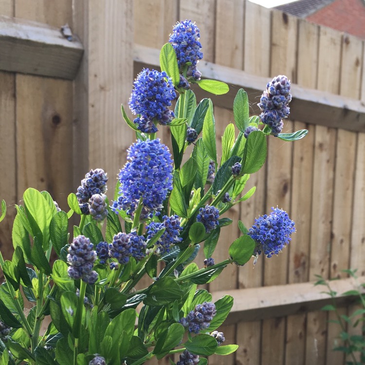 Plant image Ceanothus