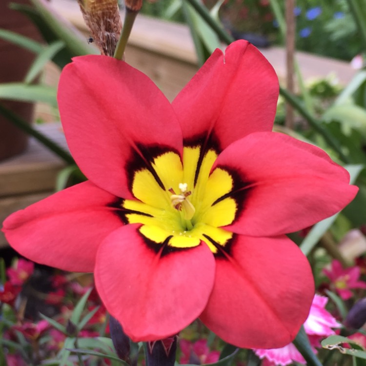Plant image Sparaxis
