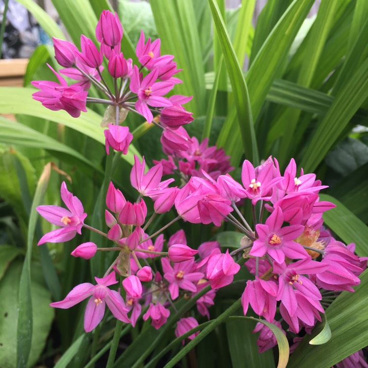 Plant image Allium oreophilum syn. Allium ostrowskianum