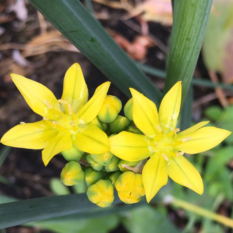 Plant image Allium moly
