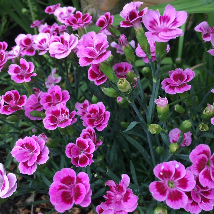Plant image Dianthus plumarius