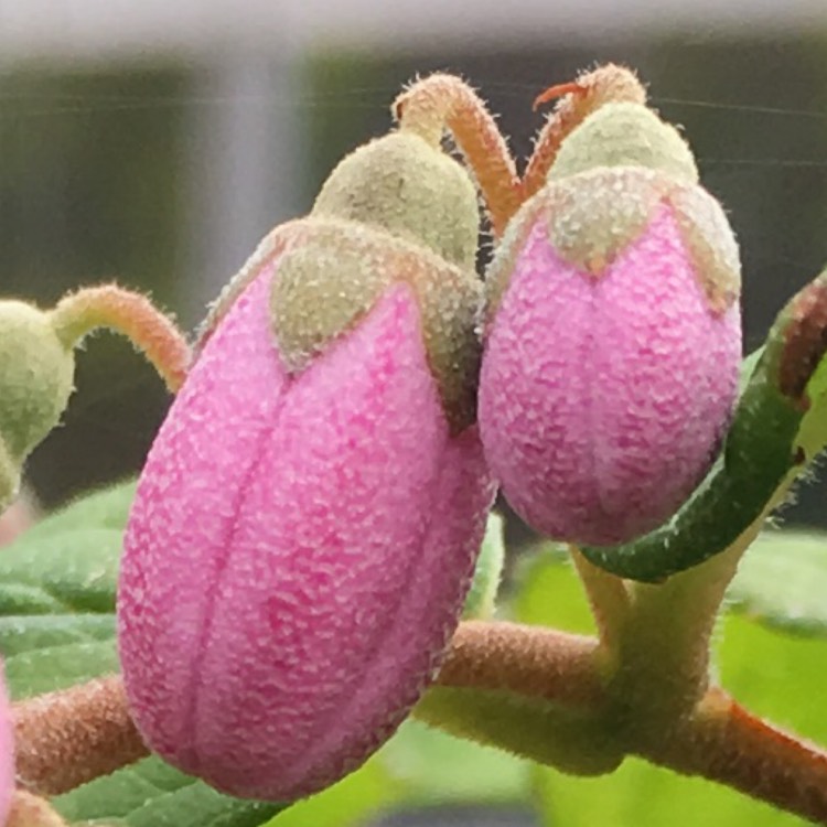 Plant image Deutzia x hybrida 'Strawberry Fields'