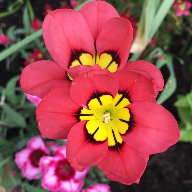 Plant image Sparaxis