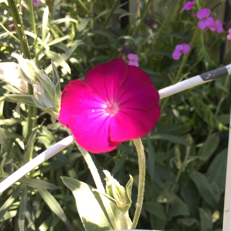 Plant image Lychnis coronaria syn. Agrostemma coronaria syn. Agrostemma tomentosum