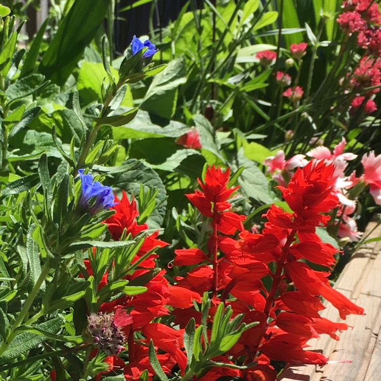 Plant image Salvia splendens 'Fireball'