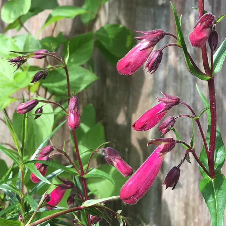Plant image Penstemon 'Firebird'