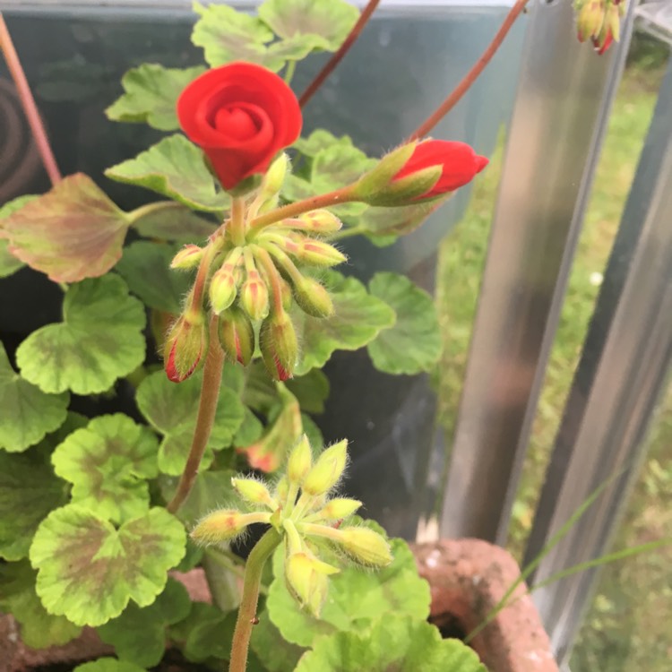 Plant image Pelargonium