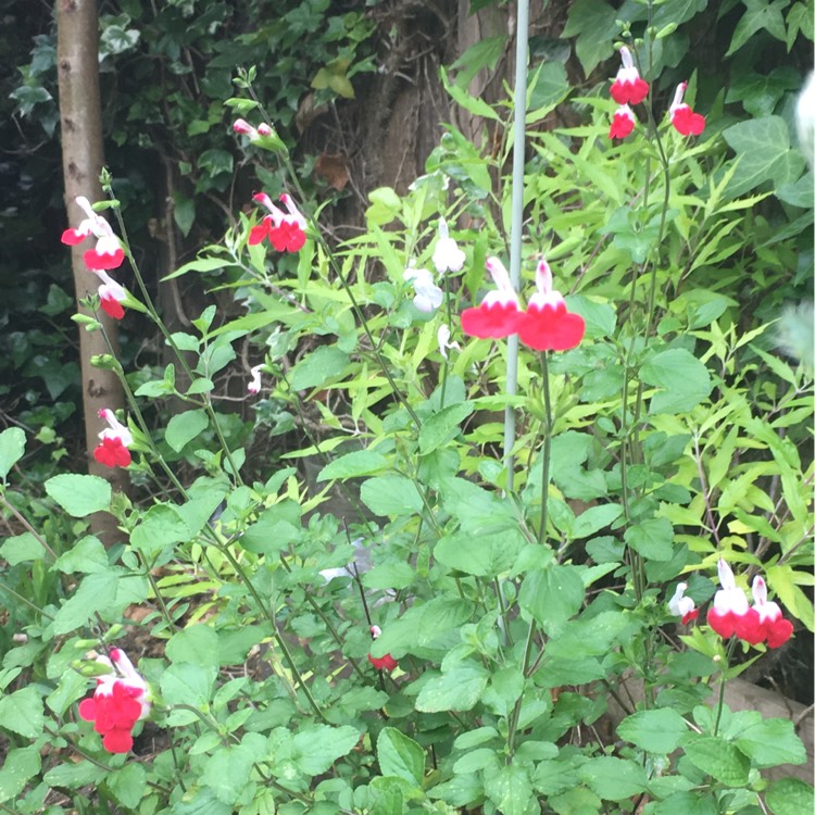 Plant image Salvia 'Hot Lips' syn. Salvia x jamensis 'Hot Lips', Salvia microphylla 'Hot Lips'