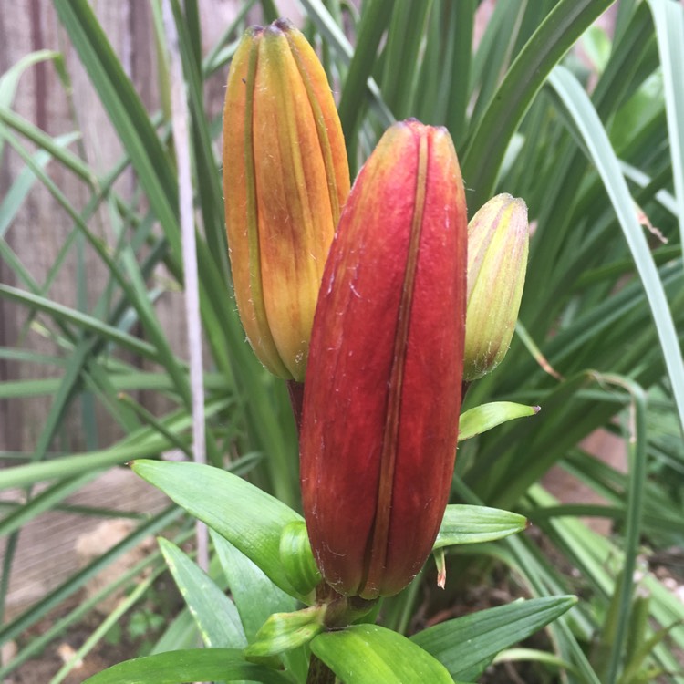 Plant image Lilium