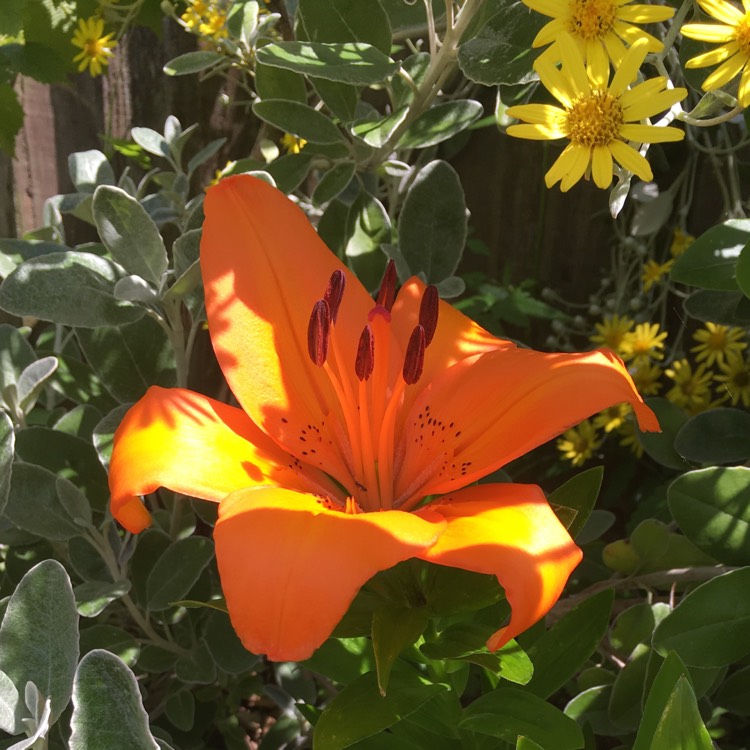 plant image 447952