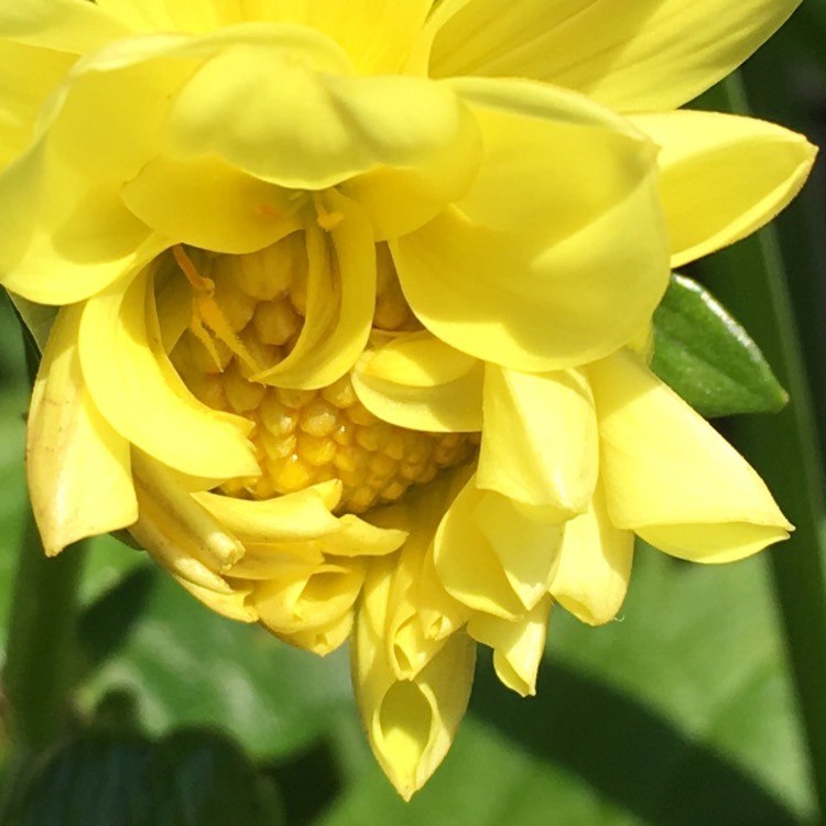 Plant image Dahlia (Border Varieties)