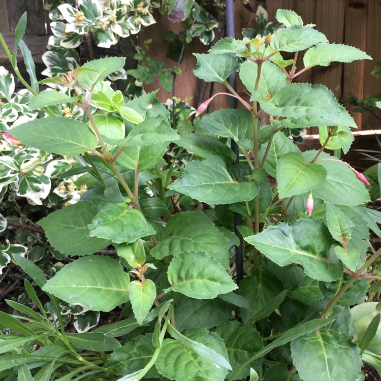 Plant image Fuchsia (Half Hardy)
