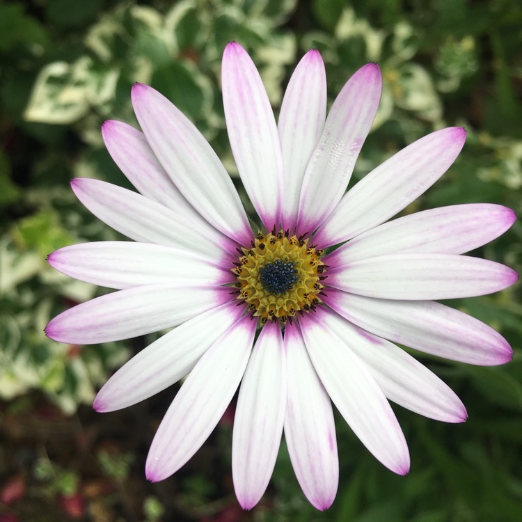 Plant image Osteospermum Ecklonis 'Akila White Purple Eye'