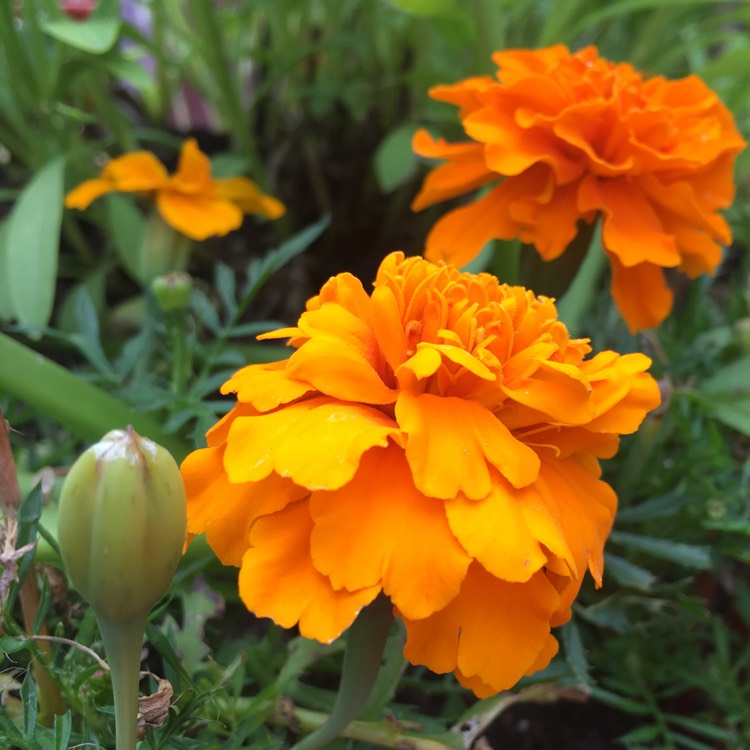 Plant image Tagetes
