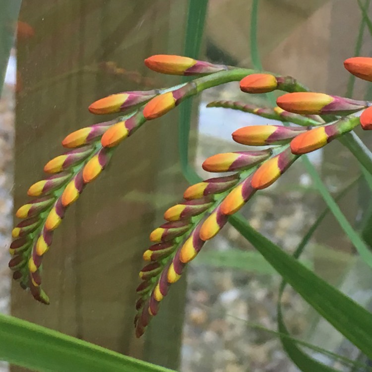 Plant image Crocosmia