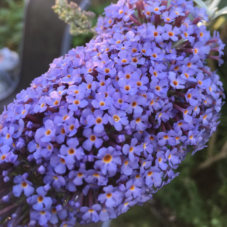 Plant image Buddleja