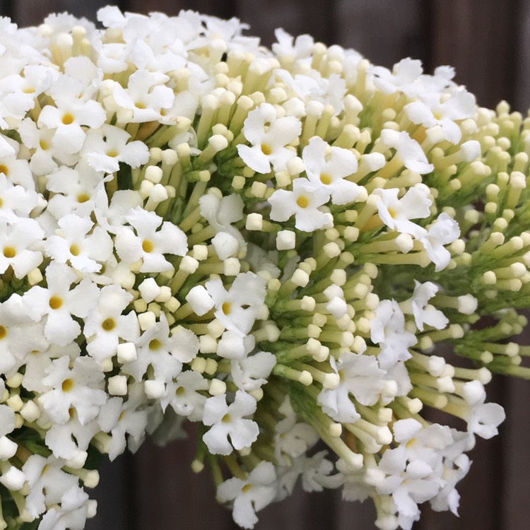 Plant image Buddleja davidii 'White Profusion'