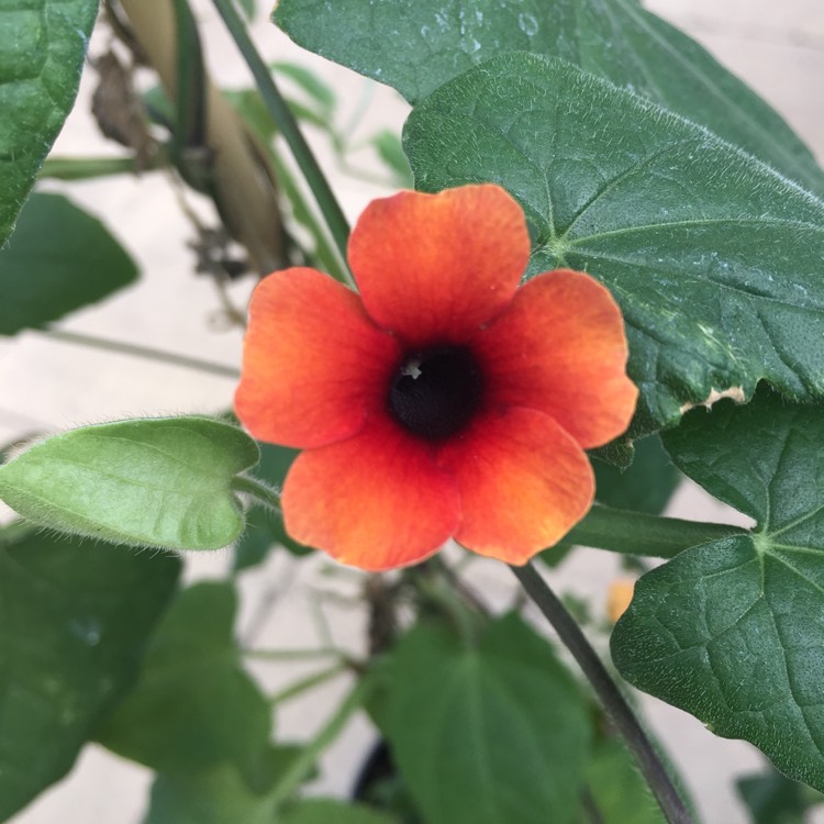 Plant image Thunbergia alata