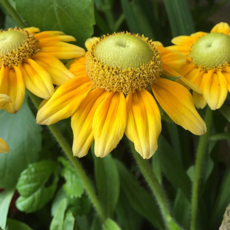 Plant image Rudbeckia