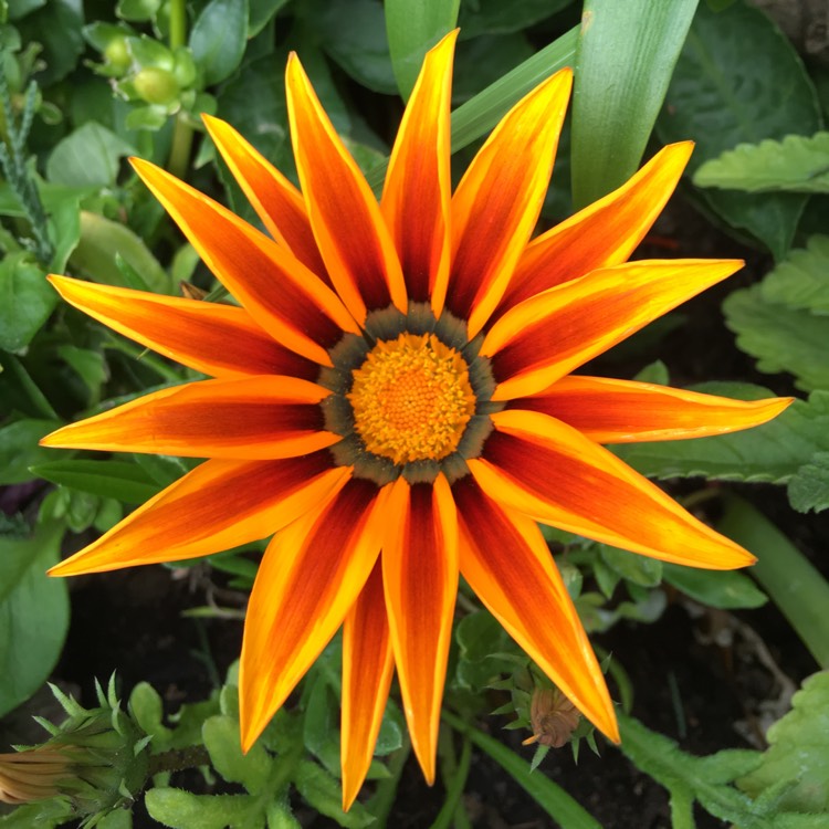 plant image 505183