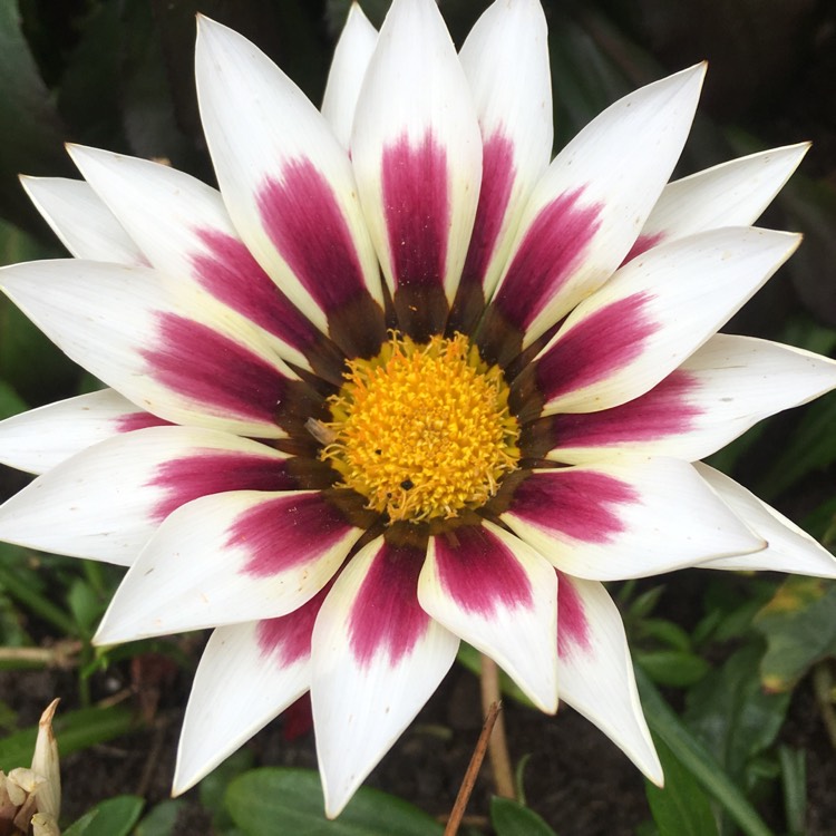 plant image 510160