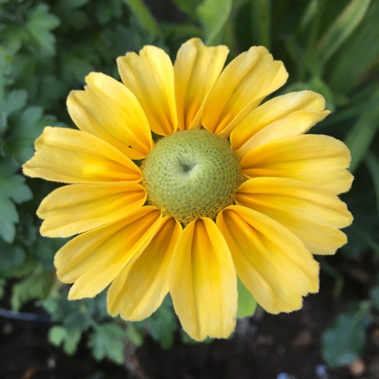 plant image 510545