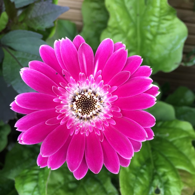 Plant image Gerbera