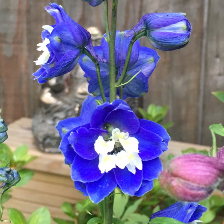Plant image Delphinium 'Guardian Blue' (Guardian Series)