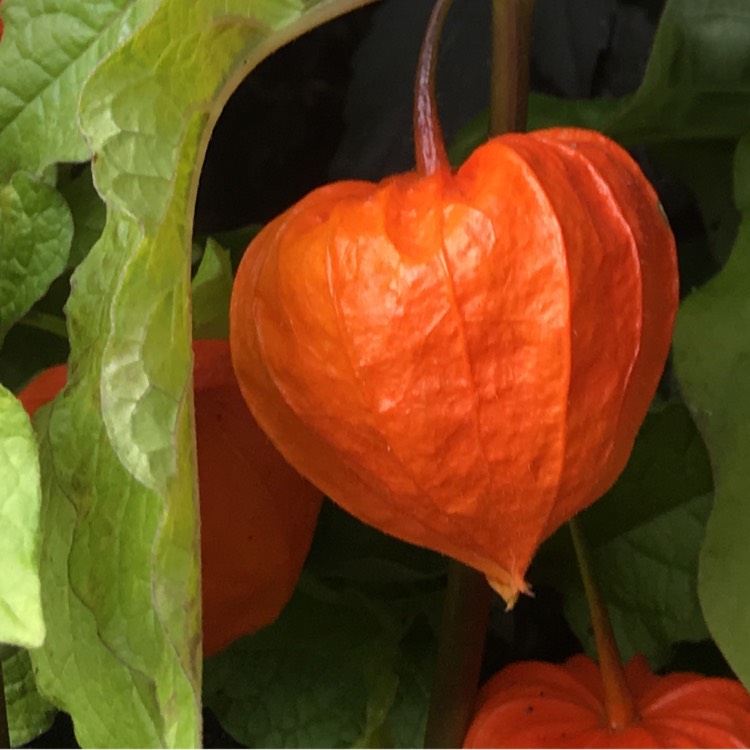 Plant image Physalis