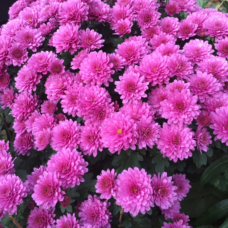 Plant image Chrysanthemum