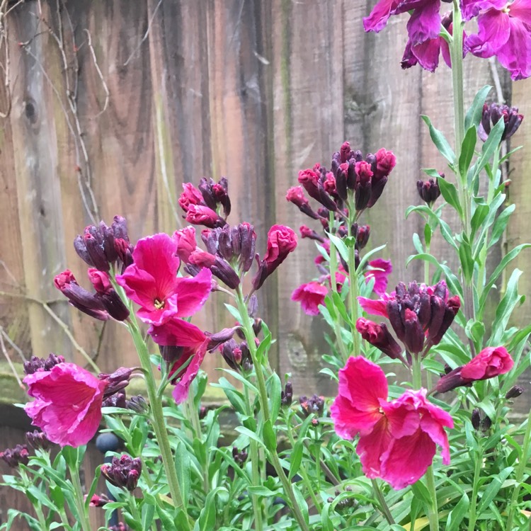 Plant image Erysimum