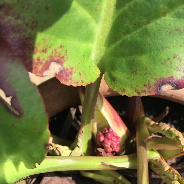 plant image 659310