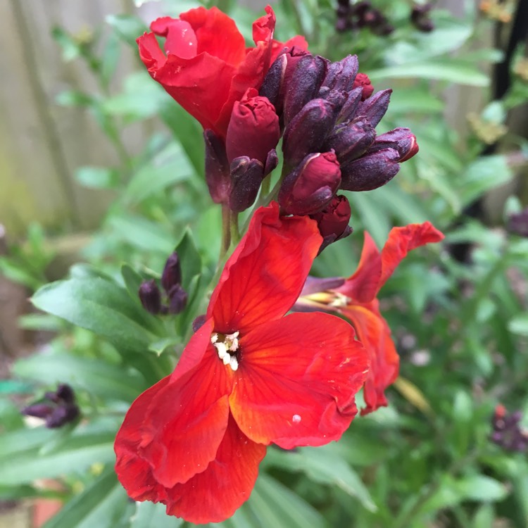 Plant image Erysimum