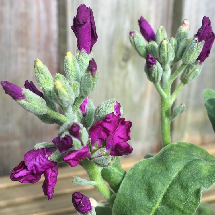 Plant image Matthiola Incana  syn. Matthiola incana 'Brompton' ;  Matthiola arborescens