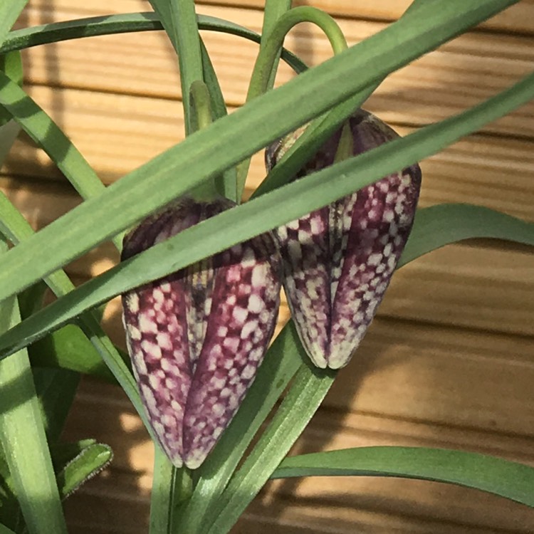 Plant image Fritillaria meleagris