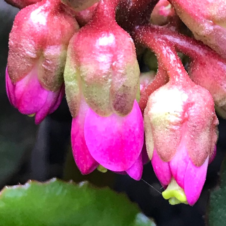 Plant image Bergenia cordifolia 'Rosa Schwester'
