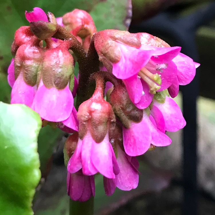 Plant image Bergenia 'Silberlicht' syn. Bergenia 'Silverlight'
