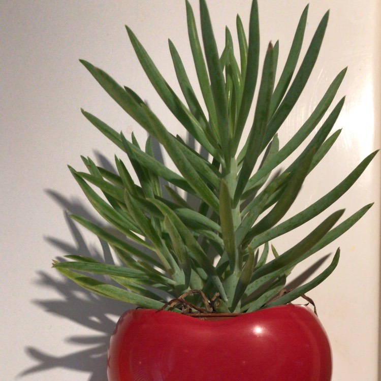 plant image 677647