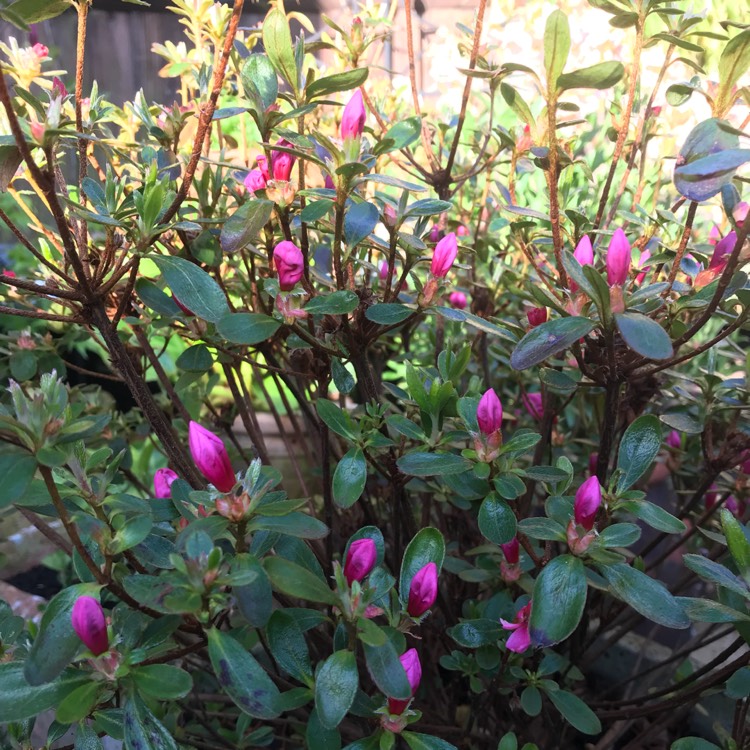 plant image 680777 plant image 680777