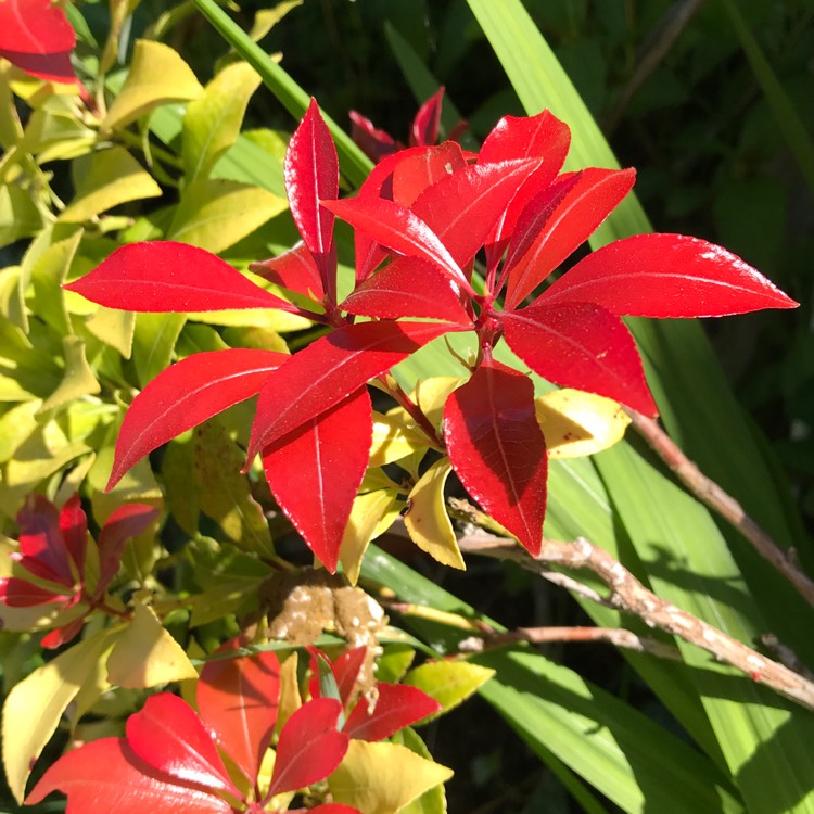 Plant image Pieris