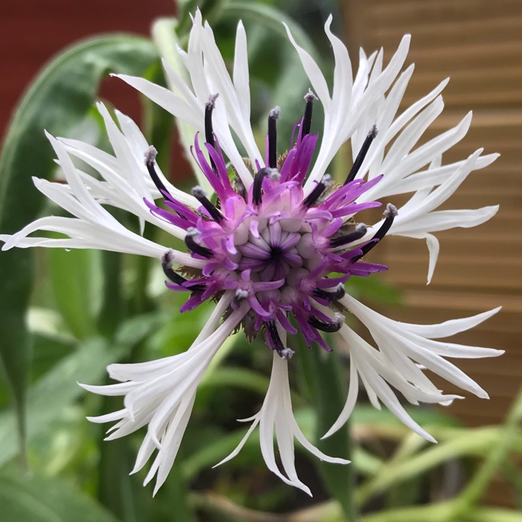 Plant image Centaurea 'Amethyst on Ice'