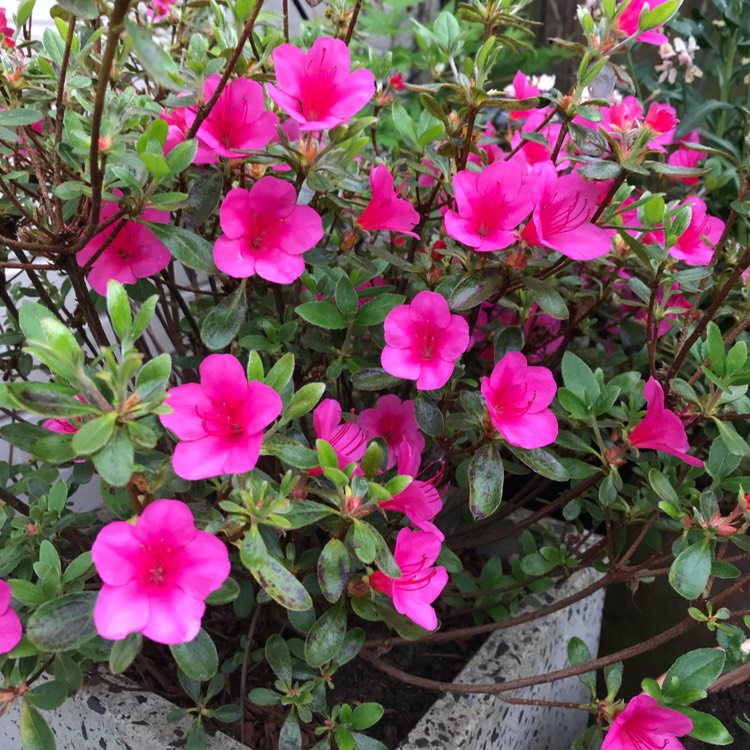 Plant image Rhododendron  (Azalea Varieties)