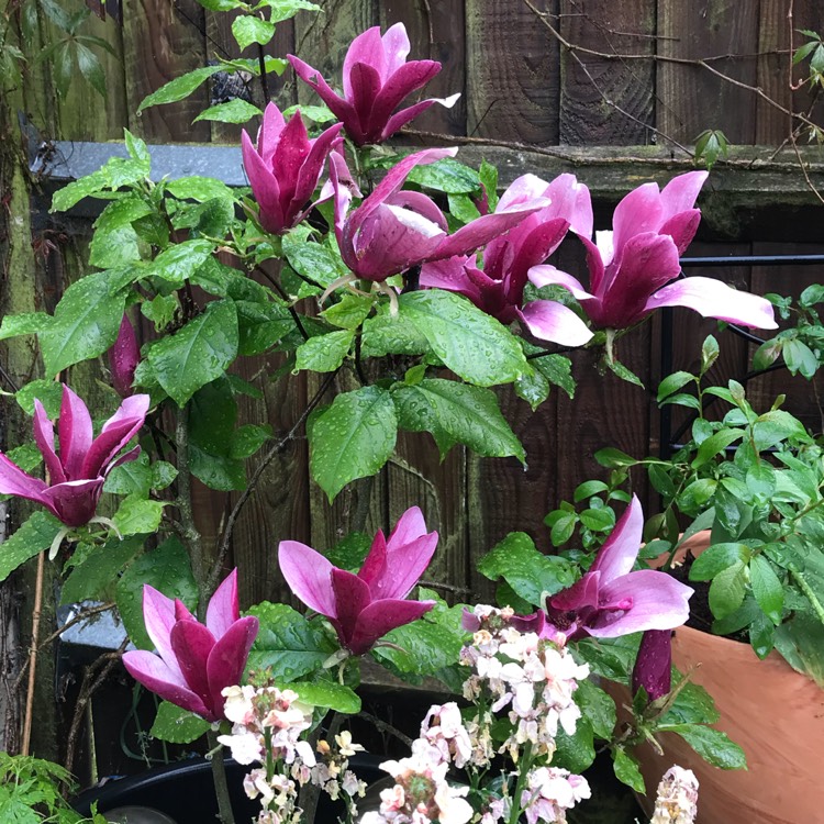 Plant image Magnolia