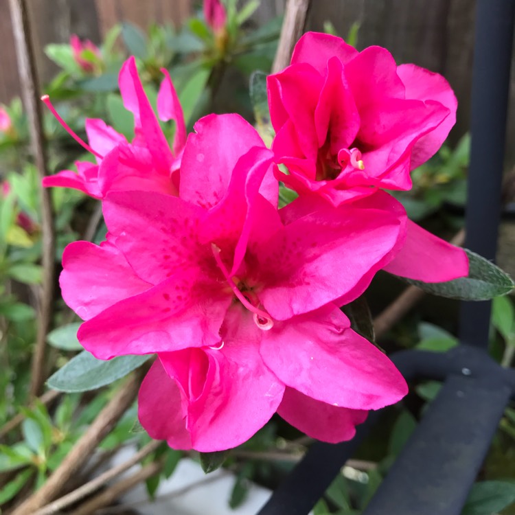 Plant image Rhododendron  (Azalea Varieties)
